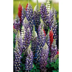 Bio Lupine 'Gallerry', 9 cm Topf, 3er-Set