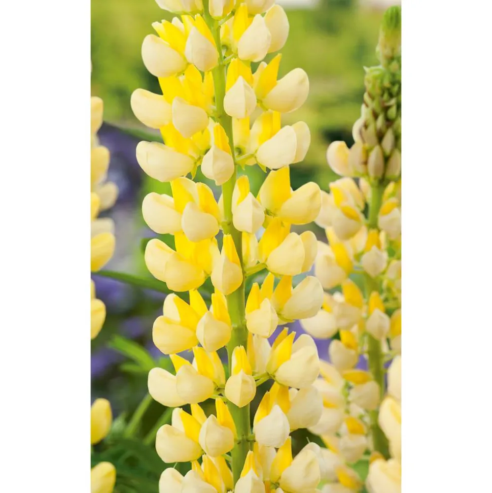 Bio Lupine 'Gallerry', 9 cm Topf, 3er-Set