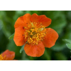 Bio Nelkenwurz 'Borisii', 9 cm Topf, 3er-Set