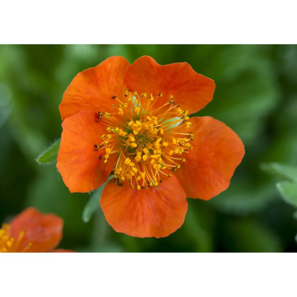 Bio Nelkenwurz 'Borisii', 9 cm Topf, 3er-Set