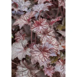 Bio Purpurglöckchen 'Palace Purple', 9 cm Topf, 3er-Set