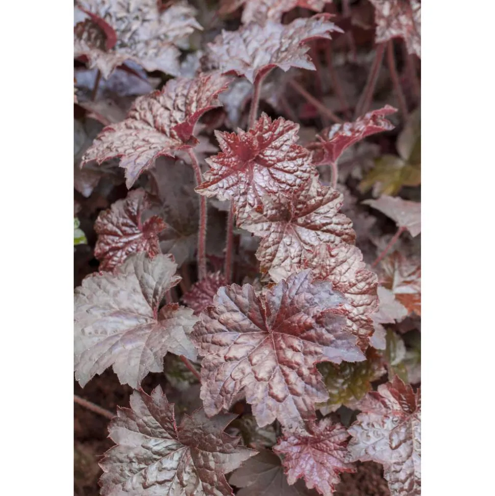 Bio Purpurglöckchen 'Palace Purple', 9 cm Topf, 3er-Set