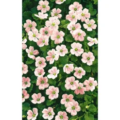 Bio Reiherschnabel 9 cm Topf, 3er-Set