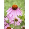 Bio Roter Sonnenhut 'Magnus', 9 cm Topf, 3er-Set