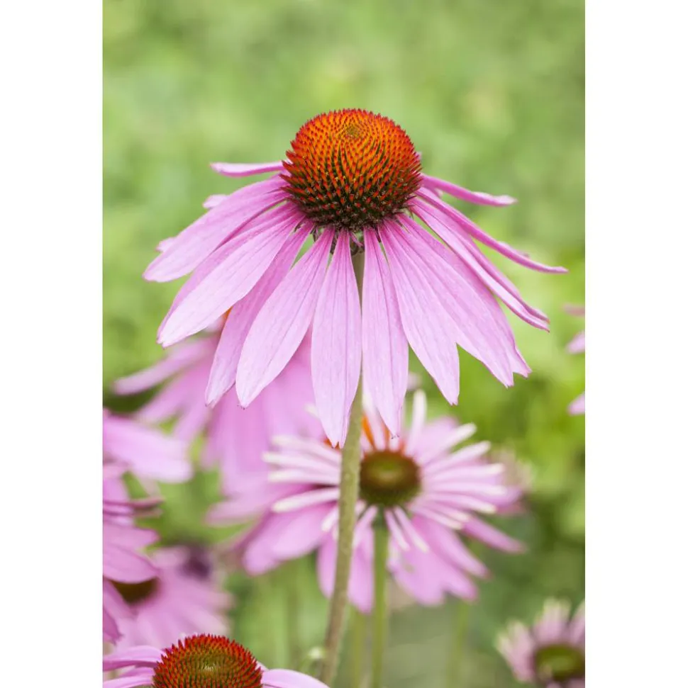 Bio Roter Sonnenhut 'Magnus', 9 cm Topf, 3er-Set