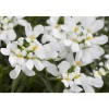 Bio Schleifenblume 'Schneeflocke', 9 cm Topf, 3er-Set
