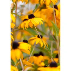 Bio Sonnenhut 'Goldsturm', 9 cm Topf, 3er-Set