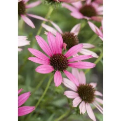 Bio Stauden – Set ‘buntes Blütenmeer‘ 12 Pflanzen für 2 m²