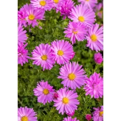 Bio Stauden – Set ‘buntes Blütenmeer‘ 12 Pflanzen für 2 m²