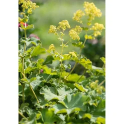 Bio Staudenset 'Bauerngarten' 12 Pflanzen für 2 m²