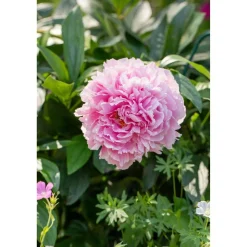 Bio Staudenset 'Bauerngarten' 12 Pflanzen für 2 m²