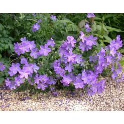 Bio Staudenset 'blaue Blüten' 12 Pflanzen für 2m²
