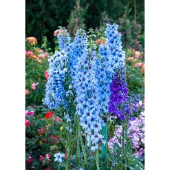 Bio Staudenset 'blaue Blüten' 12 Pflanzen für 2m²