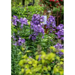 Bio Staudenset 'blaue Blüten' 12 Pflanzen für 2m²