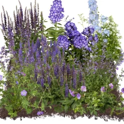 Bio Staudenset 'blaue Blüten' 12 Pflanzen für 2m²