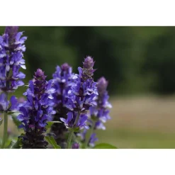 Bio Staudenset 'blaue Blüten' 12 Pflanzen für 2m²
