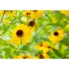 Bio Staudenset 'gelbe Blüten' 12 Pflanzen für 2 m²