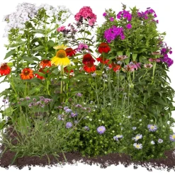 Bio Stauden-Set 'naturnahe Blütenstauden' 12 Pflanzen für 2,5 m²