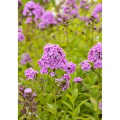 Bio Stauden-Set 'naturnahe Blütenstauden' 12 Pflanzen für 2,5 m²