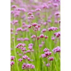Bio Stauden-Set 'naturnahe Blütenstauden' 12 Pflanzen für 2,5 m²