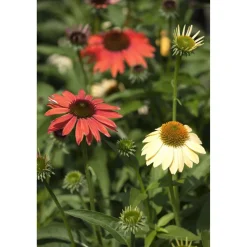 Bio Stauden-Set 'naturnahe Blütenstauden' 12 Pflanzen für 2,5 m²