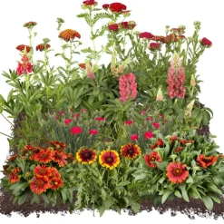 Bio Stauden-Set 'rote Blüten' 12 Pflanzen für 2 m²