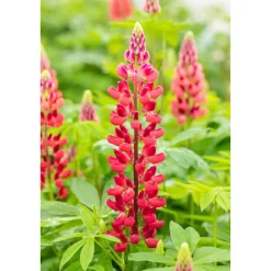 Bio Stauden-Set 'rote Blüten' 12 Pflanzen für 2 m²