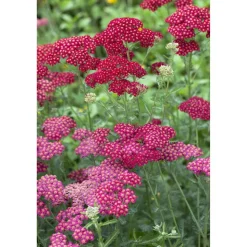 Bio Stauden-Set 'rote Blüten' 12 Pflanzen für 2 m²