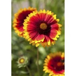 Bio Stauden-Set 'rote Blüten' 12 Pflanzen für 2 m²