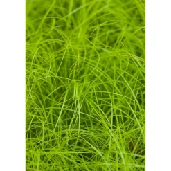 Bio Stauden-Set 'Schattengarten' 12 Pflanzen für 2 m²