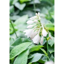 Bio Stauden-Set 'Schattengarten' 12 Pflanzen für 2 m²