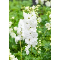 Bio Staudenset 'weiße Blüten' 12 Pflanzen für 2 m²