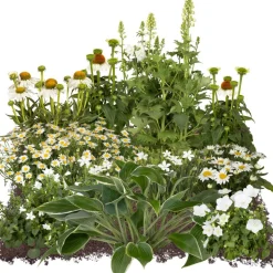 Bio Staudenset 'weiße Blüten' 12 Pflanzen für 2 m²