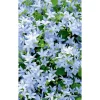 Bio Teppich-Glockenblume, 9 cm Topf, 3er-Set