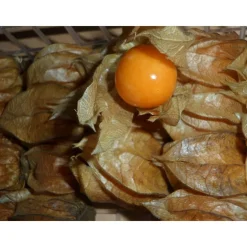 Bio-Andenbeere Physalis 12 cm Topf