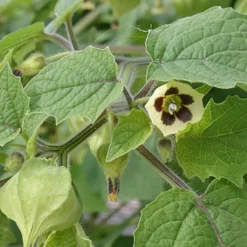 Bio-Andenbeere Physalis 12 cm Topf