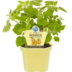 Bio-Andenbeere Physalis 12 cm Topf