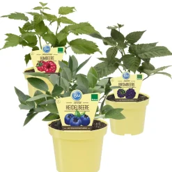 Bio-Balkonobst 12 cm Topf, 3er-Set