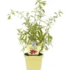 Bio-Balkonobst verschiedene Sorten 12 cm Topf
