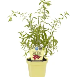 Bio-Balkonobst verschiedene Sorten 12 cm Topf
