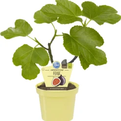 Bio-Balkonobst verschiedene Sorten 12 cm Topf