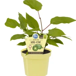 Bio-Balkonobst verschiedene Sorten 12 cm Topf
