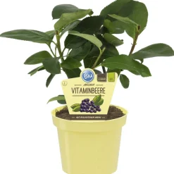 Bio-Balkonobst verschiedene Sorten 12 cm Topf