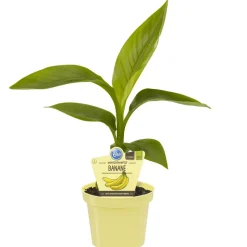 Bio-Banane winterhart 12 cm Topf