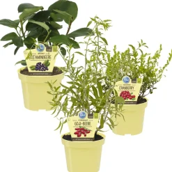 Bio-Beeren gesunder Mix 12 cm Topf, 3er-Set
