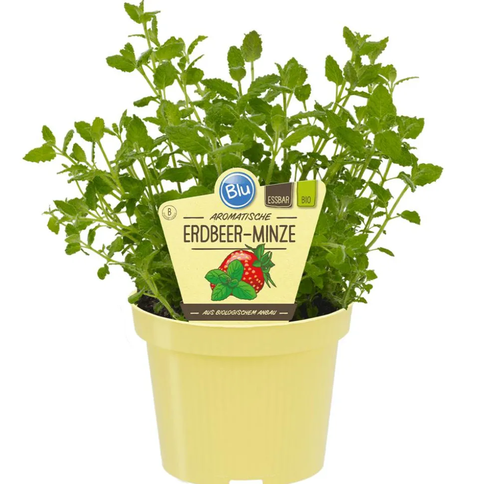 Bio-Erdbeerminze 12 cm Topf