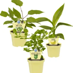 Bio-Früchte exotischer Mix 12 cm Topf, 3er-Set