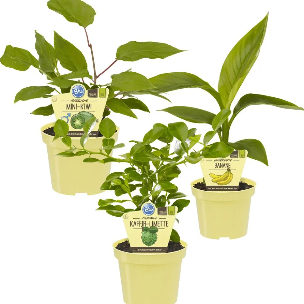 Bio-Früchte exotischer Mix 12 cm Topf, 3er-Set