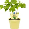 Bio-Ginkgo 12 cm Topf