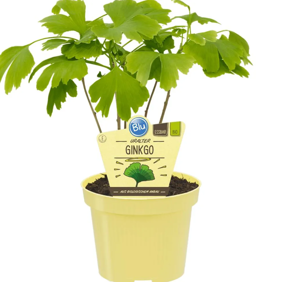 Bio-Ginkgo 12 cm Topf